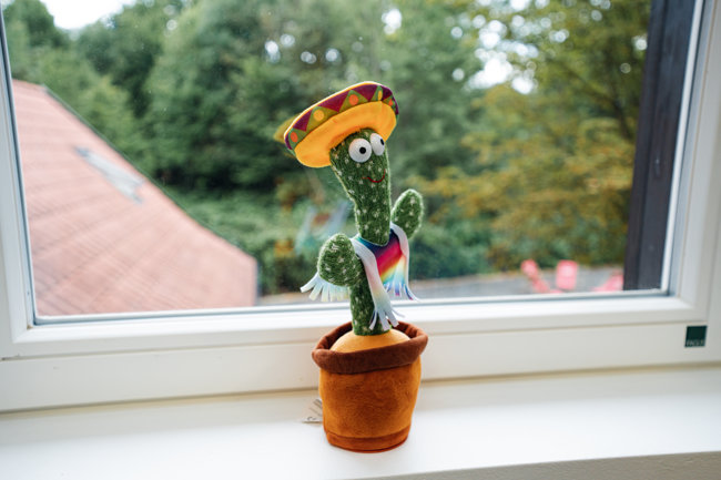 Kaktus auf dem Fensterbank